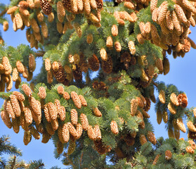 spruce branch with large cones in large quantities
