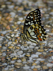 A lime butterfly sipping minerals from the ground.