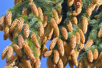 spruce branch with large cones in large quantities