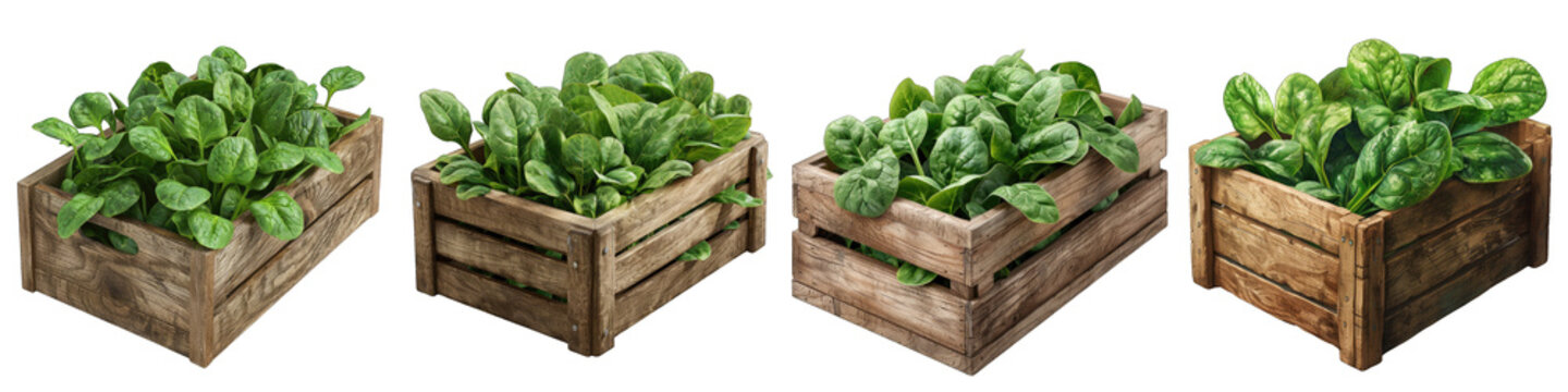 Wooden Box Full Of Spinach Hyperrealistic Highly Detailed Isolated On Transparent Background Png