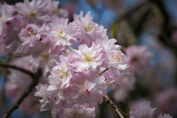 4月に咲く満開の綺麗なピンクの八重桜