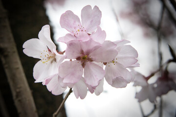 4月に咲く満開の綺麗なピンクの八重桜