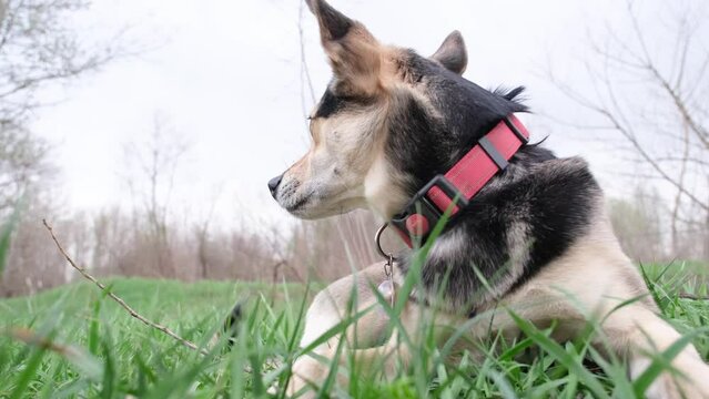 wide angle view of a cute mixed breed dog with red collar lying in spring grass enjoying the walk in nature