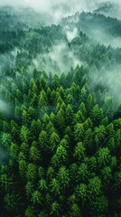 Aerial view of lush green forest canopy with various shades of green foliage, suitable for backgrounds or nature themes.