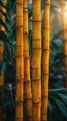 Golden bamboo stems in a lush forest, vertical orientation.