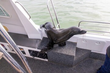 Picture of a tame seal on a boat with tourists off Walvis Bay in Namibia
