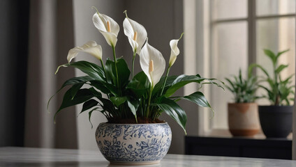 A peace lily, with its elegant white blooms, thriving in a decorative ceramic pot.
