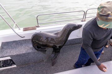 Picture of a tame seal on a boat with tourists off Walvis Bay in Namibia