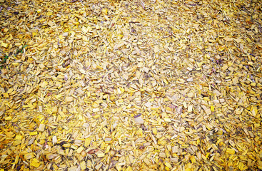Yellow wood chips garden texture background - 780680198