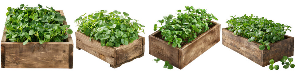 Wooden Box Full Of Watercress Hyperrealistic Highly Detailed Isolated On Transparent Background Png - obrazy, fototapety, plakaty
