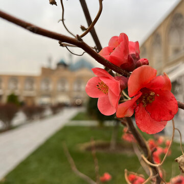 Flowers of trees in Naghsh Jahan Square in Isfahan
