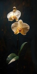 Elegant white orchid with a dark background, highlighting the delicate petals and vibrant green leaves.
