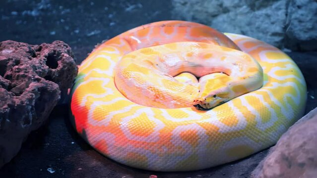 Royal Yellow python lying open-eyed in the terrarium at the zoo.