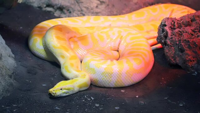 Moving Royal Yellow python with open-eyed in the terrarium at the zoo.