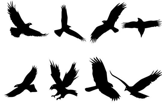 Majestic Wings A Wildlife Silhouette Collection
