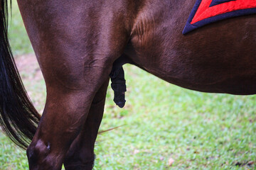 Brown stallion with big penis at pasture. © tonyram2
