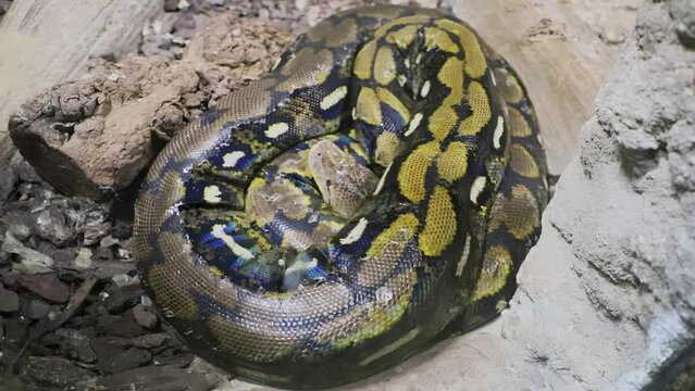 Moving Royal python lying open-eyed in the terrarium at the zoo.