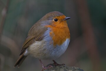 robin on a branch