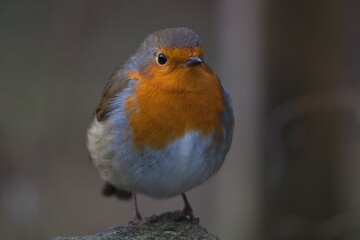 robin red bird