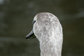 close up portrait of a young mute swan cygnet cygnus olor