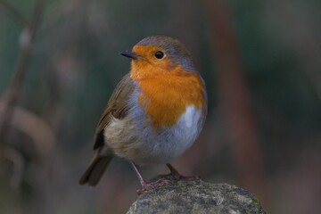 Robin looking to the side