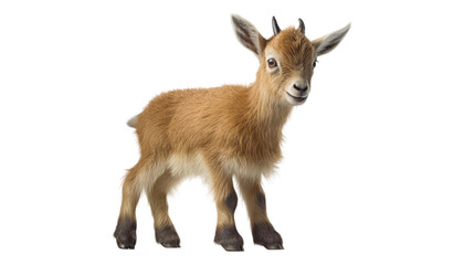 baby goat isolated on transparent background cutout