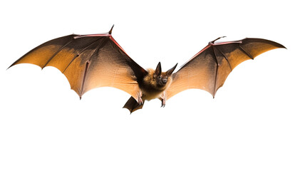Animal little brown bat flying isolated on transparent background.

