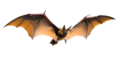 Animal little brown bat flying isolated on transparent background.

