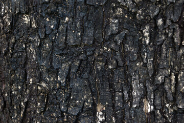 Bark Texture of a Tree Trunk