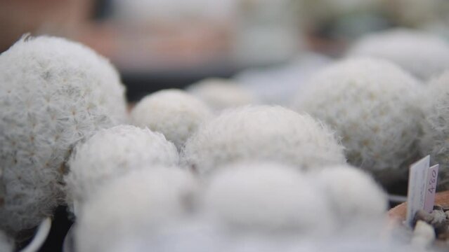 Close-up image of white, fluffy cacti, emphasizing the unique furry texture, at a botanical nursery.