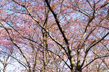 Cherry Blossom in Langelinie park on a beautiful spring day. Sakura festival in Copenhagen