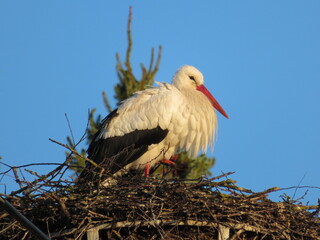 Storch im Nest