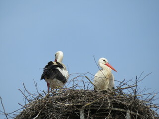 Störche im Nest
