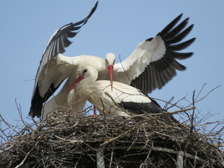 Störche bei der Balz