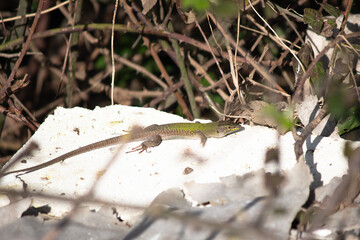 Istanbul lizard (Podarcis siculus) or italian wall lizard sunbathing on a stone. Reptile animals idea concept. Horizontal photo. No people. 