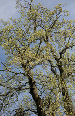 Young poplar leaves against the background of a bright blue sky in early spring. Poplar leaves blooming in early spring
