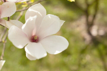 magnolia tree blossom in springtime. tender pink flowers bathing in sunlight. warm april weather.