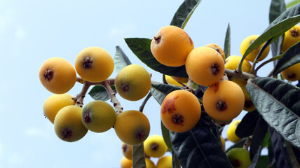 Branch of a loquat medlar fruit plant with ripe sweet yellow fruits and leaves against a blue sky...