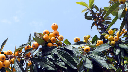 Branch of a loquat fruit plant with ripe sweet yellow fruits and leaves against a blue sky background 