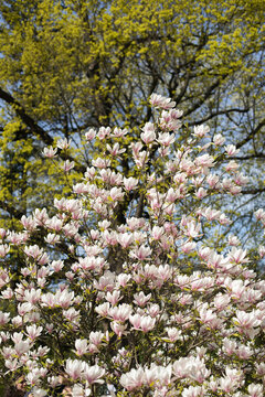 Blooming magnolia tree, spring lush magnolia blossom Spring floral background.
