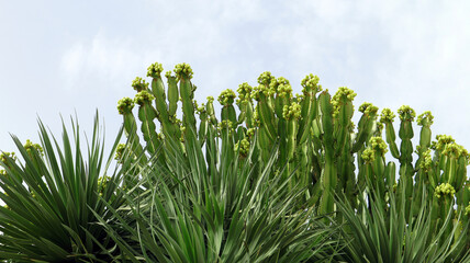 Detailed view of a cluster of lush, green plants cactus Cereus with vibrant leaves, showcasing...