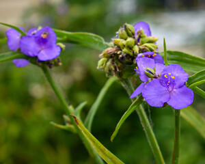 Ohio Spiderwort