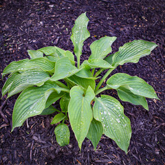 Hosta plant on dark mulch