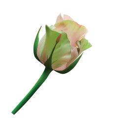 Photo realistic Rose flower isolated on a white background. Vector illustration.