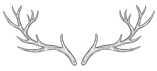 Deer Horn vector illustration. Drawing of reindeer Antler painted by black inks in outline style. Hand drawn sketch of dry bare branch. Etching of buck stag part of skull. Engraving of leafless bough.