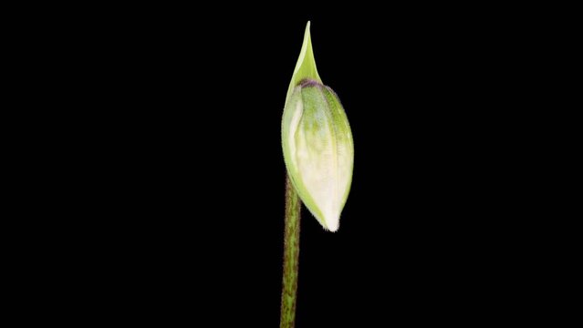 Orchid Blossoms. Growth and Blooming White Paphiopedilum Flower on Black Background. Time Lapse. 4K.