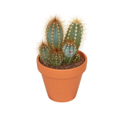 cactus in a pot cut out isolated transparent background