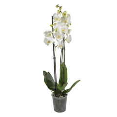fresh orchids in a pot cut out isolated transparent background