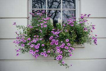 Purple Osteospermum with White Blooms on Window Sill