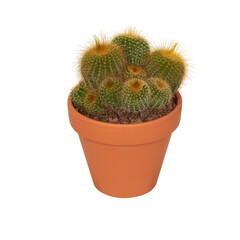 cactus in a pot cut out isolated transparent background